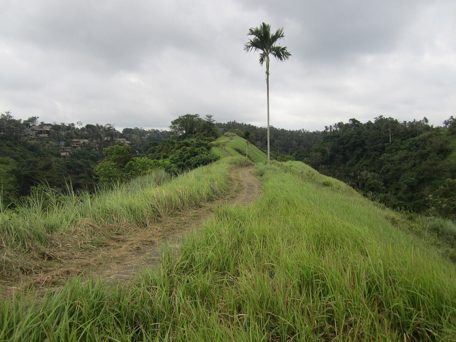 A ridge path near Ubud, the reference for hotel pickup timing