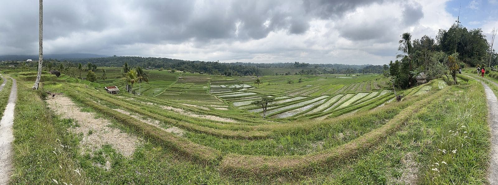 Layered rice terraces at Jatiluwih in Tabanan, Bali