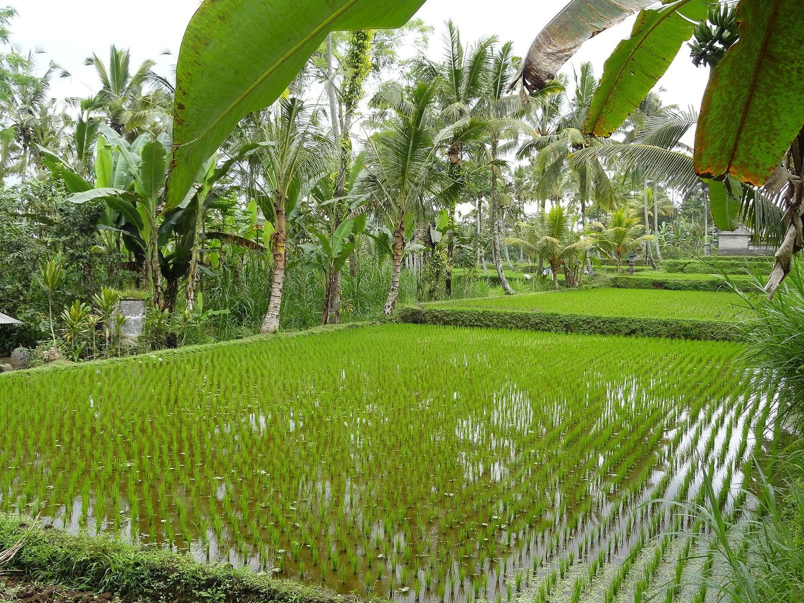 Rice fields near Ubud, the kind of paddy walk that sits beside the Tumang kitchen