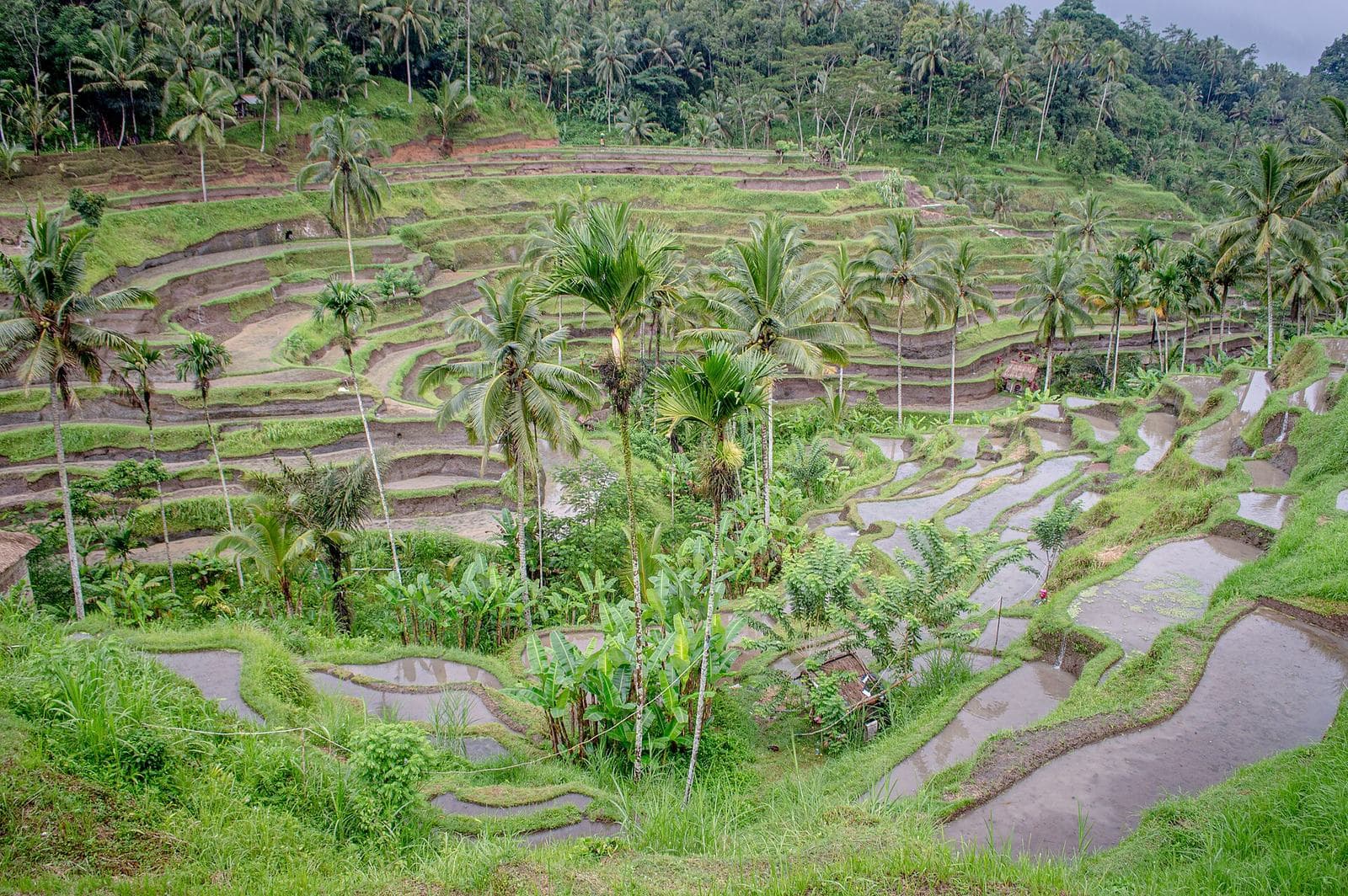 Tegallalang rice terraces, a landmark north of Ubud